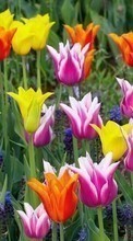 Télécharger une image Fleurs,Plantes,Tulipes pour le portable gratuitement.