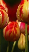 Fleurs,Plantes,Tulipes pour Nokia 500