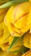 Fleurs,Plantes,Tulipes pour Asus ZenFone Go ‏ZB452KG
