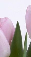 Fleurs,Plantes,Tulipes pour Sony Ericsson Z550