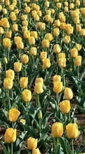 Télécharger une image Fleurs,Plantes,Tulipes pour le portable gratuitement.
