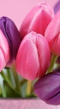 Fleurs,Plantes,Tulipes pour OnePlus 8T