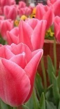 Fleurs,Plantes,Tulipes pour Sony Ericsson Live with Walkman
