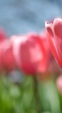 Fleurs,Plantes,Tulipes pour BlackBerry Q5