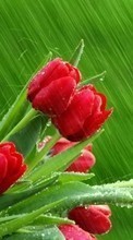 Fleurs,Plantes,Tulipes pour Samsung Galaxy Corby 550