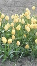 Plantes,Fleurs,Tulipes pour LG GX200