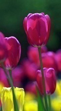 Télécharger une image 320x240 Plantes,Fleurs,Tulipes pour le portable gratuitement.