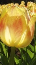 Télécharger une image 240x320 Plantes,Fleurs,Tulipes pour le portable gratuitement.