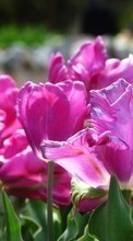 Télécharger une image 240x320 Plantes,Fleurs,Tulipes pour le portable gratuitement.