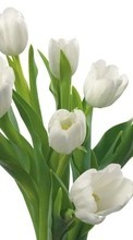 Télécharger une image 320x480 Plantes,Fleurs,Tulipes pour le portable gratuitement.