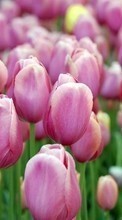 Plantes,Fleurs,Tulipes pour Sony Ericsson Xperia neo V