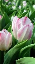 Télécharger une image 128x160 Plantes,Fleurs,Tulipes pour le portable gratuitement.