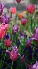 Télécharger une image 360x640 Plantes,Fleurs,Tulipes pour le portable gratuitement.
