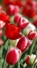 Télécharger une image 1280x800 Plantes,Fleurs,Tulipes pour le portable gratuitement.