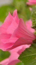 Télécharger une image Plantes,Fleurs,Liseron pour le portable gratuitement.