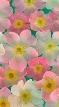 Télécharger une image Fleurs,Dessins pour le portable gratuitement.