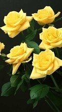 Télécharger une image Fleurs,Roses,Animaux pour le portable gratuitement.