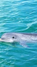 Dauphins,Animaux pour Sony Xperia Neo L MT25i