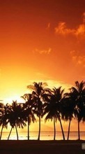 Paysage,Arbres,Coucher de soleil,Sky,Palms pour Sony Xperia acro S