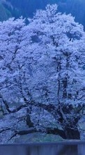 Arbres,Paysage,Sakura pour Sony Xperia Z1S