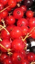 Fruits,Nourriture,Baies pour Asus Fonepad 7 FE171CG