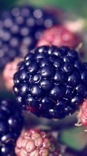 Nourriture,Baies,Ronce,Fruits pour HTC One E8