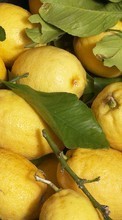 Fruits,Nourriture,Citrons pour Fly Nimbus 7 FS505
