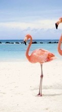 Télécharger une image Animaux,Oiseaux,Sky,Mer,Plage,Flamingo pour le portable gratuitement.