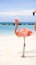Télécharger une image Animaux,Oiseaux,Mer,Plage,Flamingo pour le portable gratuitement.