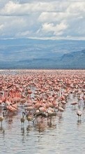 Télécharger une image Animaux,Paysage,Eau,Flamingo pour le portable gratuitement.