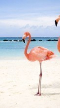 Télécharger une image Animaux,Oiseaux,Flamingo pour le portable gratuitement.