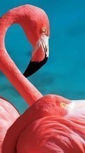 Animaux,Oiseaux,Flamingo pour Samsung Galaxy E7