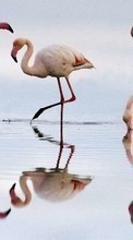 Télécharger une image Animaux,Oiseaux,Flamingo pour le portable gratuitement.