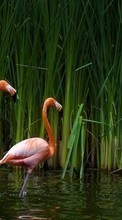 Télécharger une image Flamingo,Oiseaux,Animaux pour le portable gratuitement.