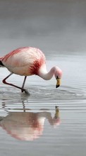 Télécharger une image Flamingo,Oiseaux,Animaux pour le portable gratuitement.