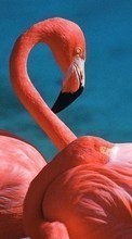 Télécharger une image 240x400 Animaux,Oiseaux,Flamingo pour le portable gratuitement.