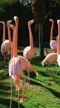 Télécharger une image 240x320 Animaux,Oiseaux,Flamingo pour le portable gratuitement.