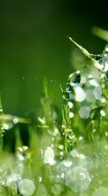 Herbe,Contexte,Drops,Plantes pour Acer Liquid E3