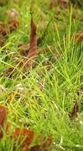 Plantes,Herbe,Contexte,Feuilles pour Samsung D500