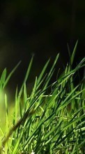Plantes,Herbe,Contexte pour LG Optimus G Pro