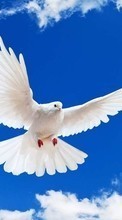 Télécharger une image Animaux,Oiseaux,Sky,Pigeons pour le portable gratuitement.