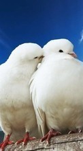 Télécharger une image Animaux,Oiseaux,Pigeons pour le portable gratuitement.