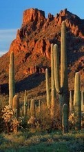 Montagnes,Cactus,Paysage pour Motorola Moto G