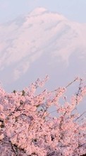Télécharger une image Montagnes,Paysage,Sakura pour le portable gratuitement.