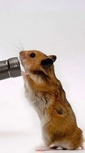 Télécharger une image Hamsters,Humour,Animaux pour le portable gratuitement.