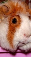Télécharger une image Animaux,Hamsters pour le portable gratuitement.
