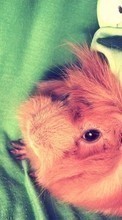 Télécharger une image Animaux,Hamsters pour le portable gratuitement.