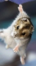 Télécharger une image Hamsters,Animaux pour le portable gratuitement.