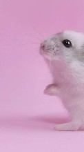 Télécharger une image Hamsters,Animaux pour le portable gratuitement.