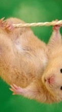Hamsters,Animaux pour Samsung Galaxy Prime
